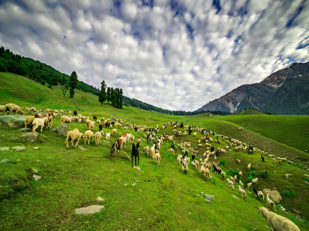 Doodhpathri - Sheep Grazing on big meadows with a shepherd behind them