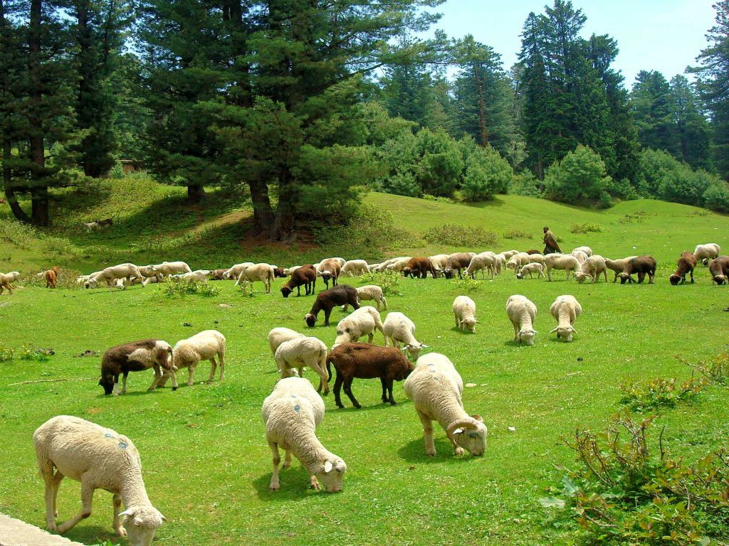 Sheep Grazing with a shepherd behind them