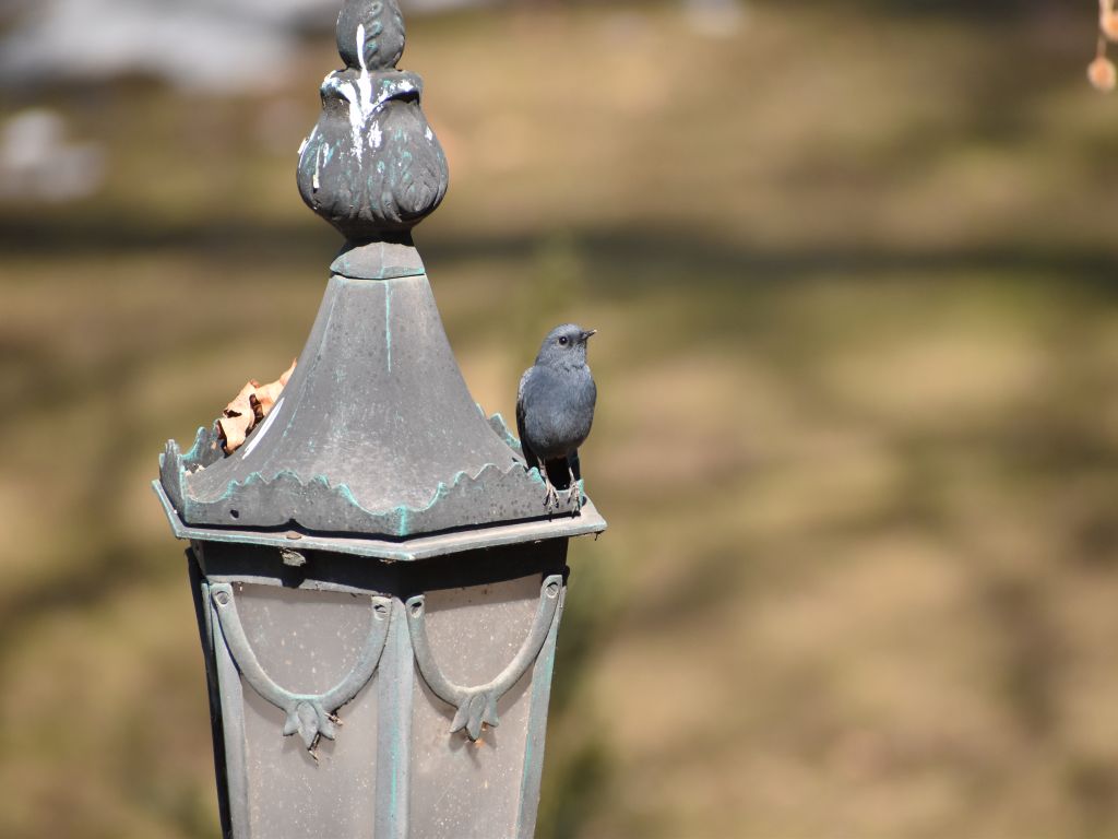 Bird on lamp post in garden in kashmir tour