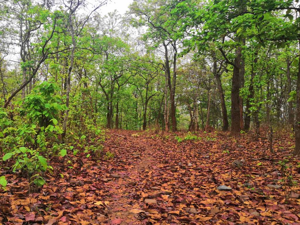 national park forest trail of Sal trees