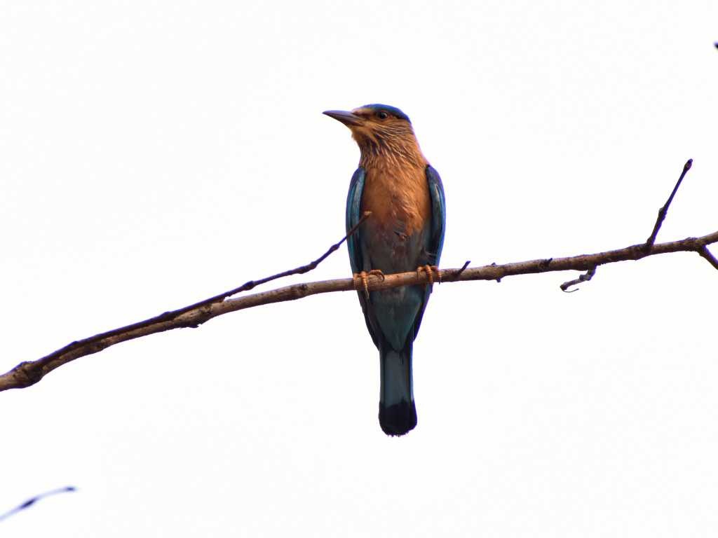 Indian Roller bird with blue wings