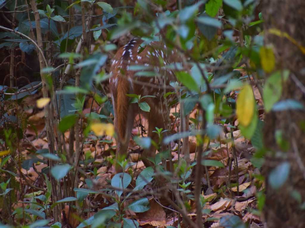 Spotted Deer back side in Odisha National Park