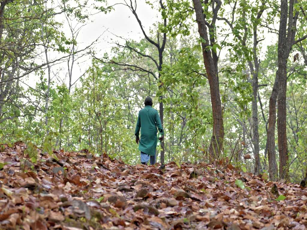Man hiking on forest trail in odisha national park