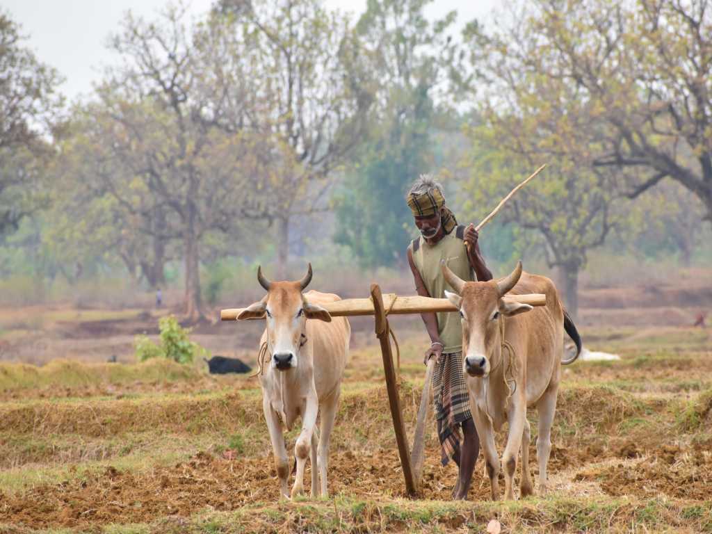 A villager farming and ploughing during Odisha trip by Eka Experiences