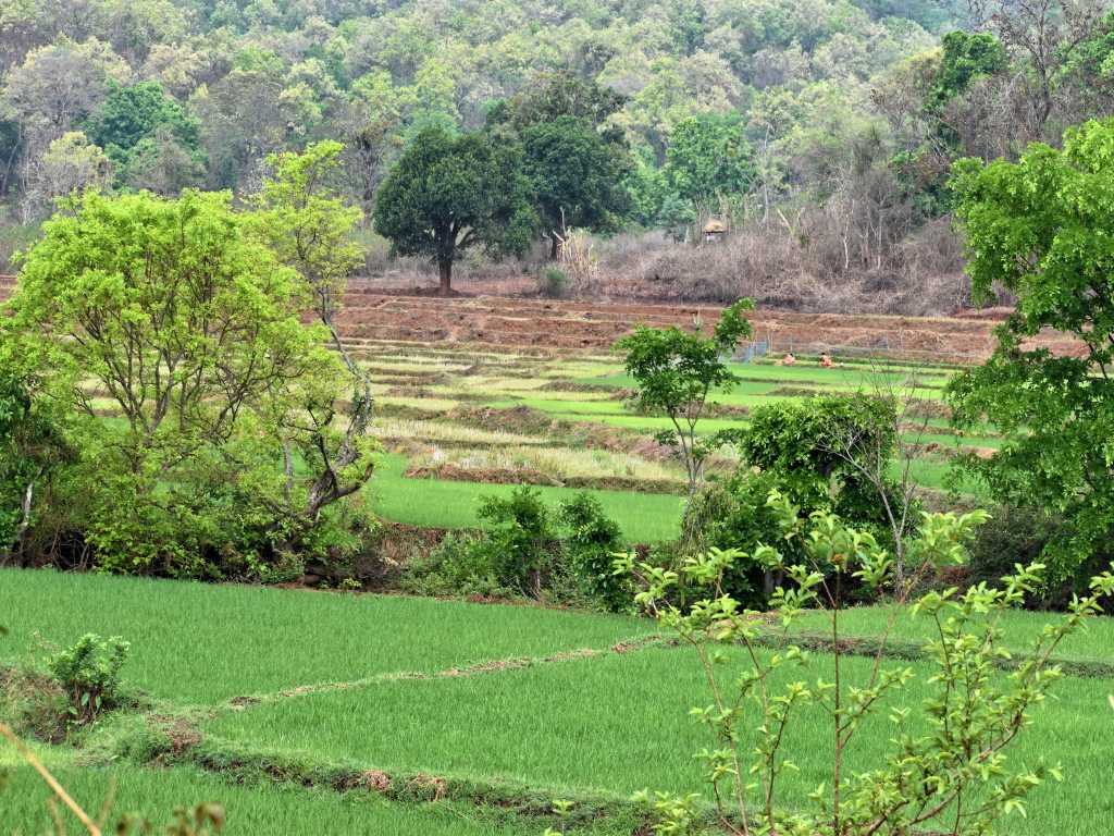 paddy fields and forests and tribals farming - jungle camp