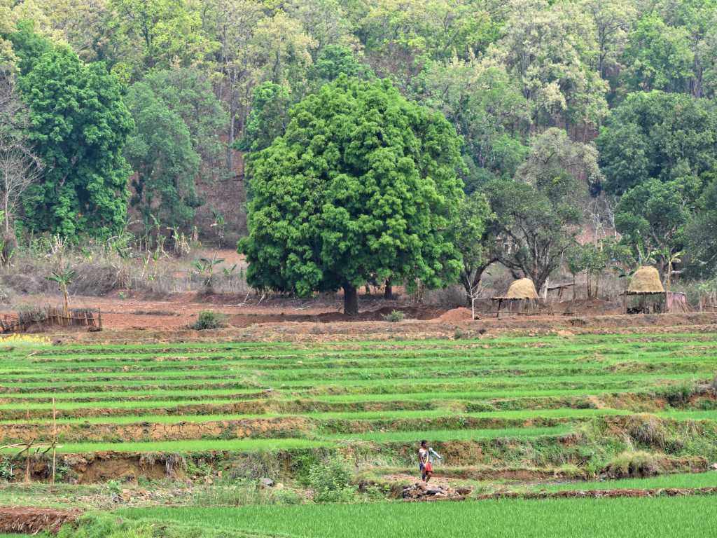 Sal tree in paddy fields and tribal villages