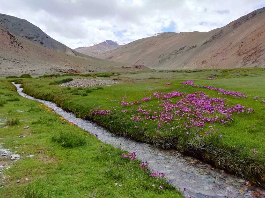 Flowers and Stream in Rumtse Tso Moriri Trek Ladakh