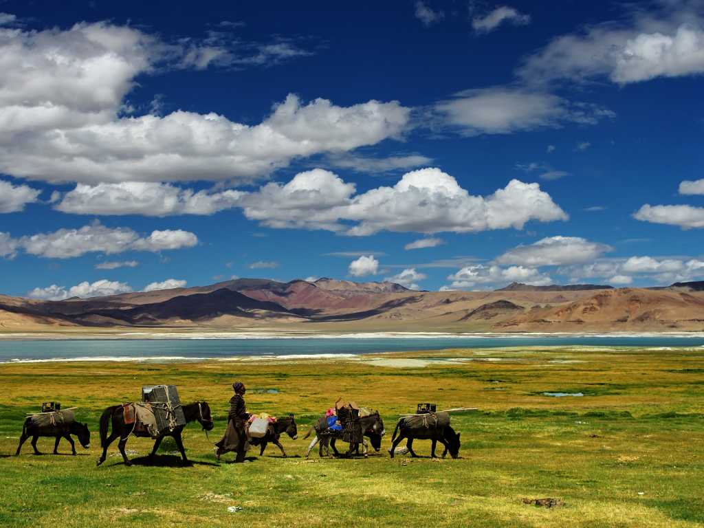 Nomads with Livestock on Rumtse Tso Moriri Trek