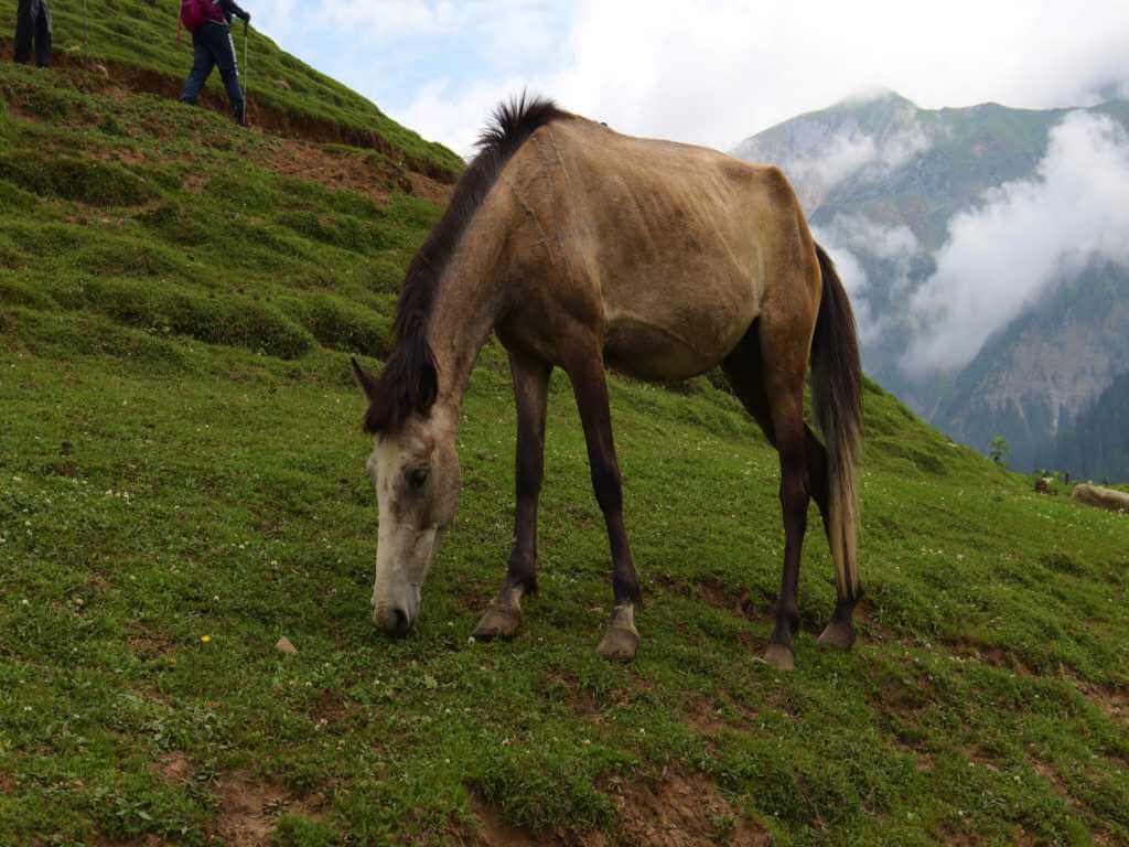 Horse Grazing_Kashmir Great Lakes_Eka Experiences