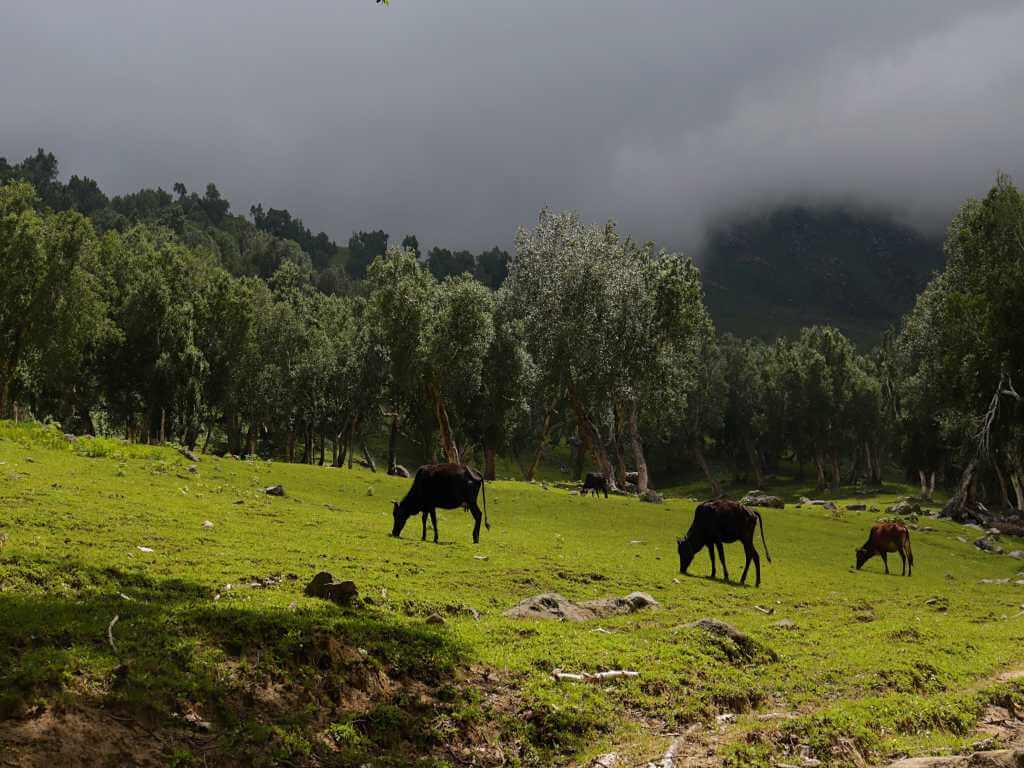Cows Grazing_Kashmir Great Lakes_Eka Experiences
