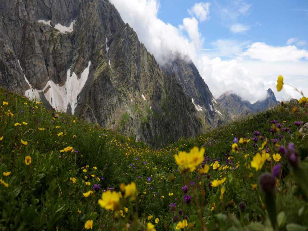 Wildflowers on the Successful Trek_Kashmir Great Lakes Trek_Eka Experiences