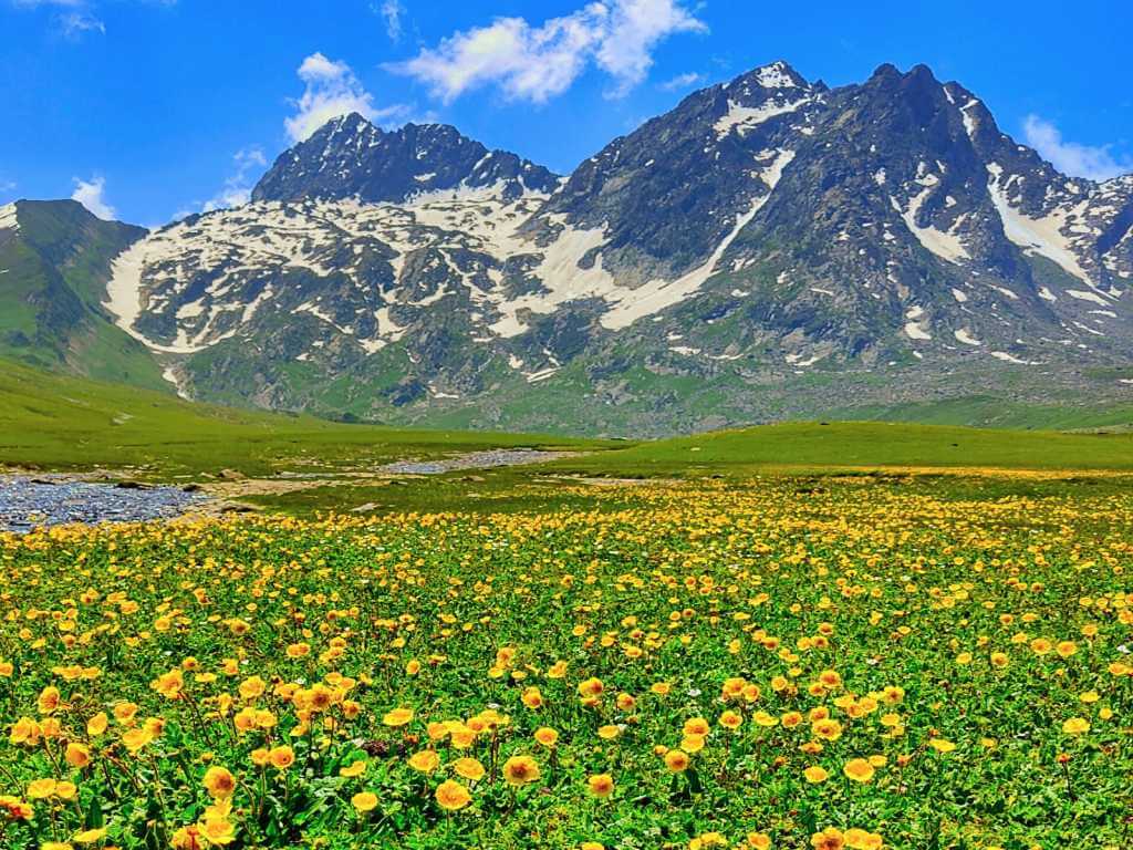 Yellow flowers on Meadows_Successful Trek_Kashmir Great Lakes Trek_Eka Experiences