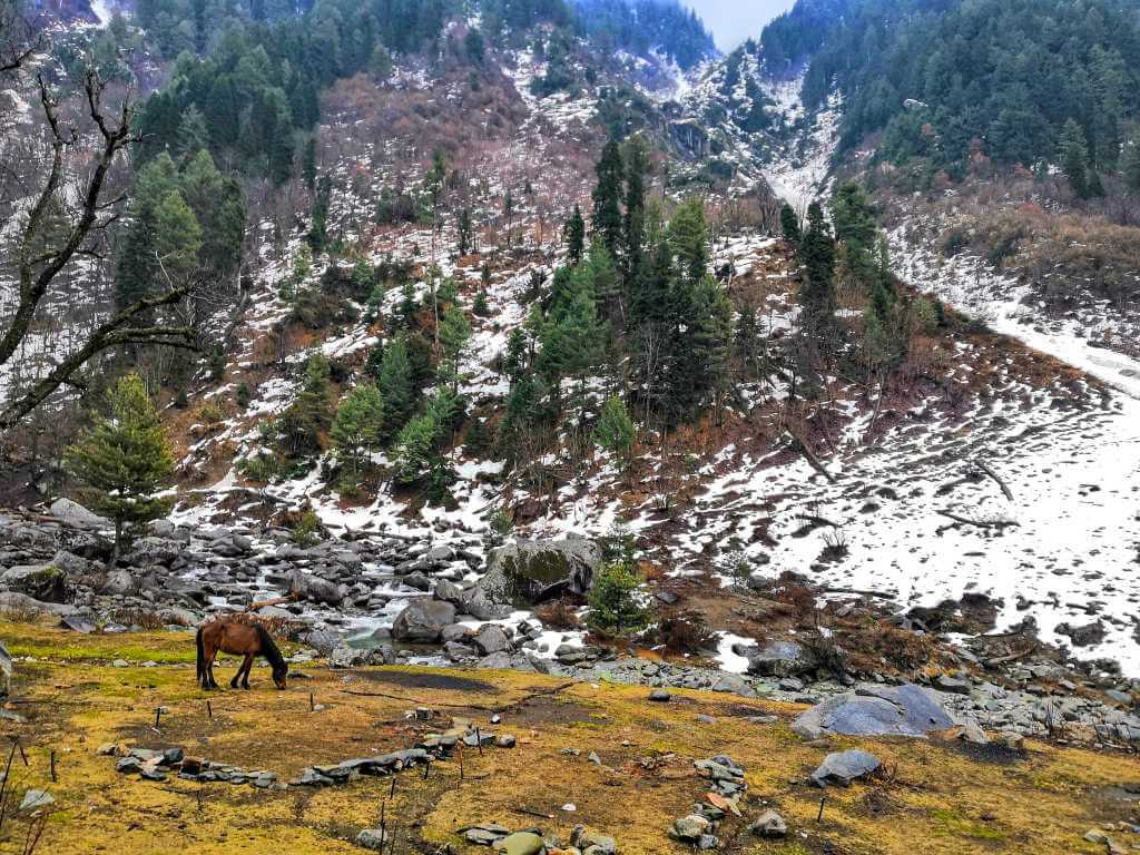 Lone horse on Shadimarg and Marchoi Valley Trek_Eka Experiences