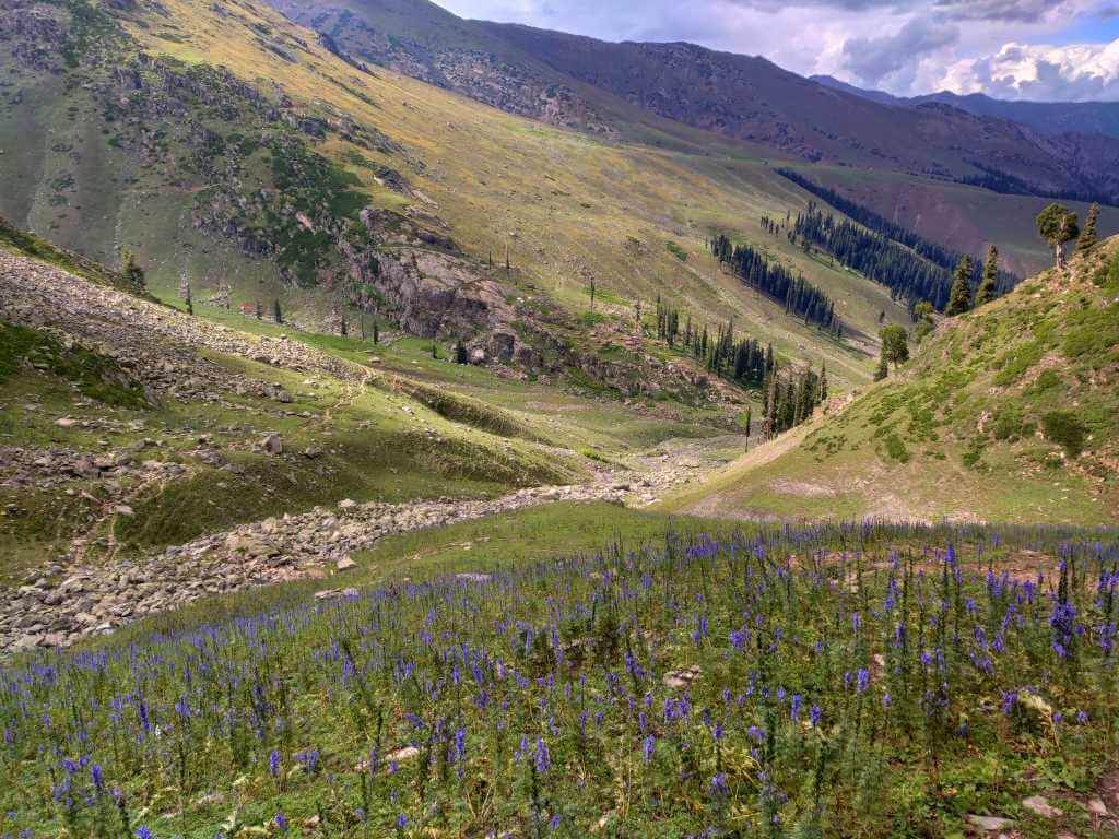 lavendar fields on the way_Gurez Valley Trek