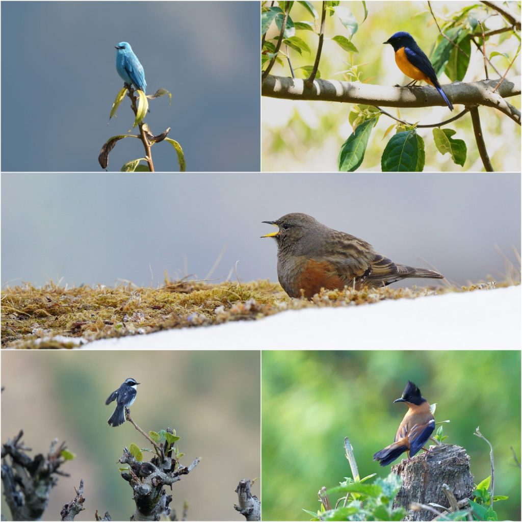 Birds of the Khopra Ridge Trail in Nepal_Eka Experiences