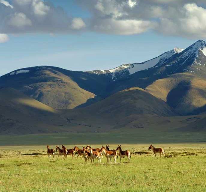 Kiangs or Tibetan Wild Ass in front of a mountain_Ladakh Changthang Nomadic Trail