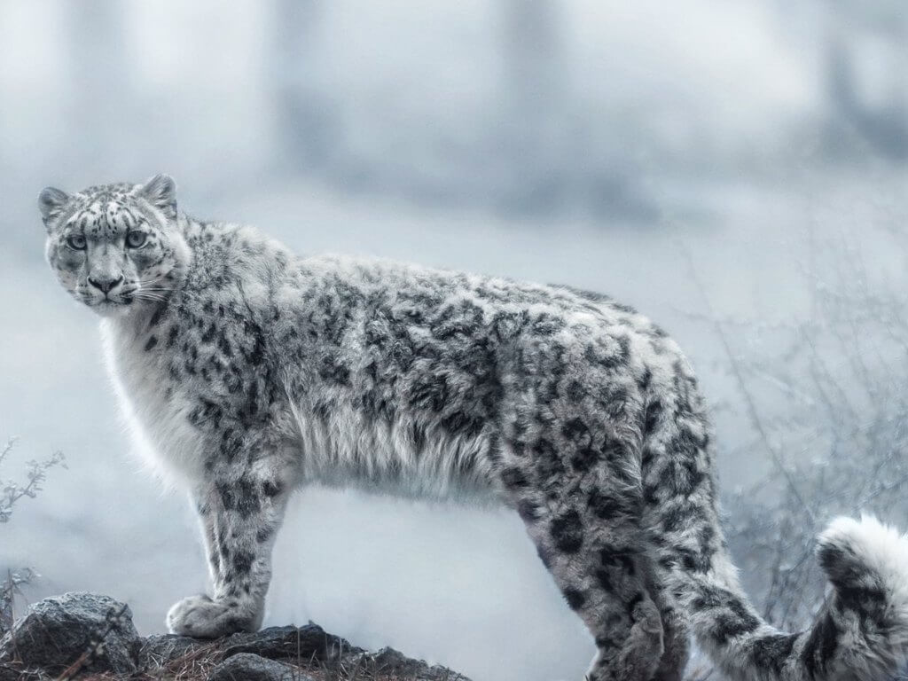 Snow Leopard Tour - Ladakh Tours