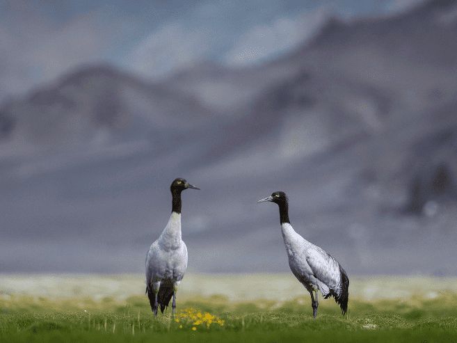 Black-Necked Crane - The State Bird of Ladakh that brings Good Luck ...