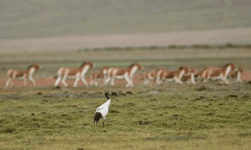 Black-Necked Crane - The State Bird of Ladakh that brings Good Luck ...