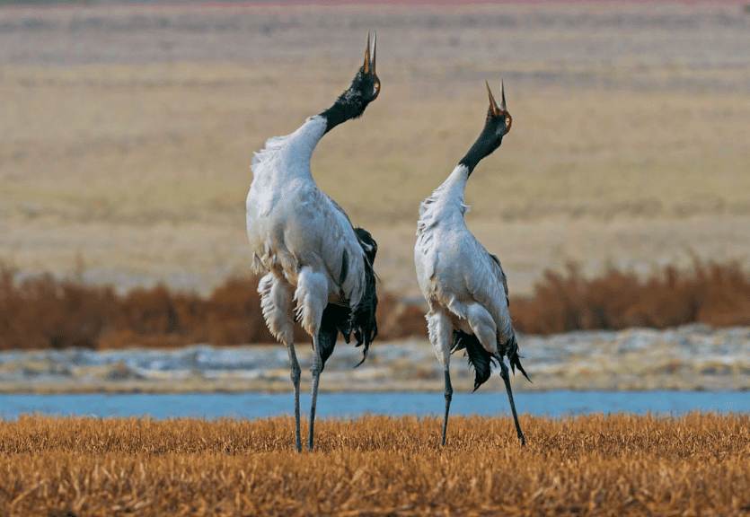 Black-Necked Crane - The State Bird of Ladakh that brings Good Luck ...