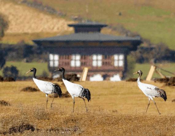 Black Ned Cranes_ State Bird of Ladakh