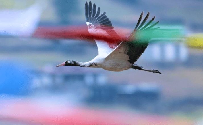 Black-Necked Crane - The State Bird of Ladakh that brings Good Luck ...