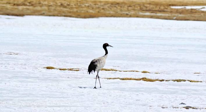 Black-Necked Crane - The State Bird of Ladakh that brings Good Luck ...