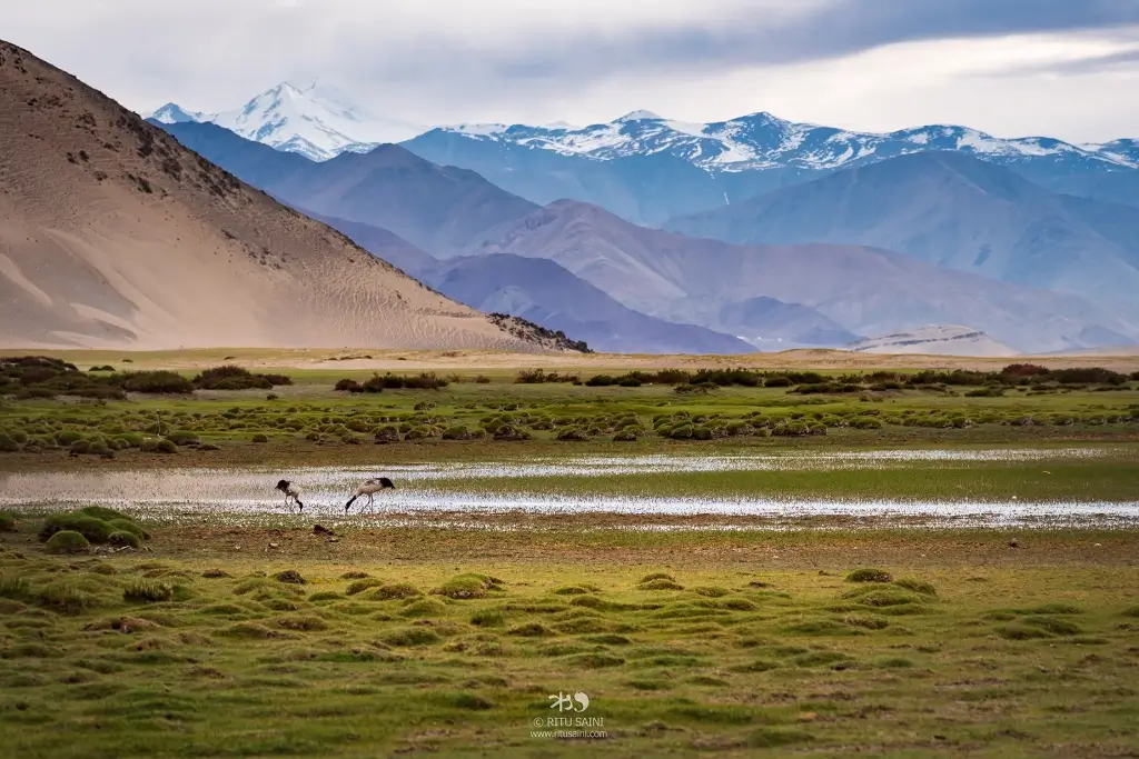 Ladakh landscape _Black Ned Cranes_ State Bird of Ladakh