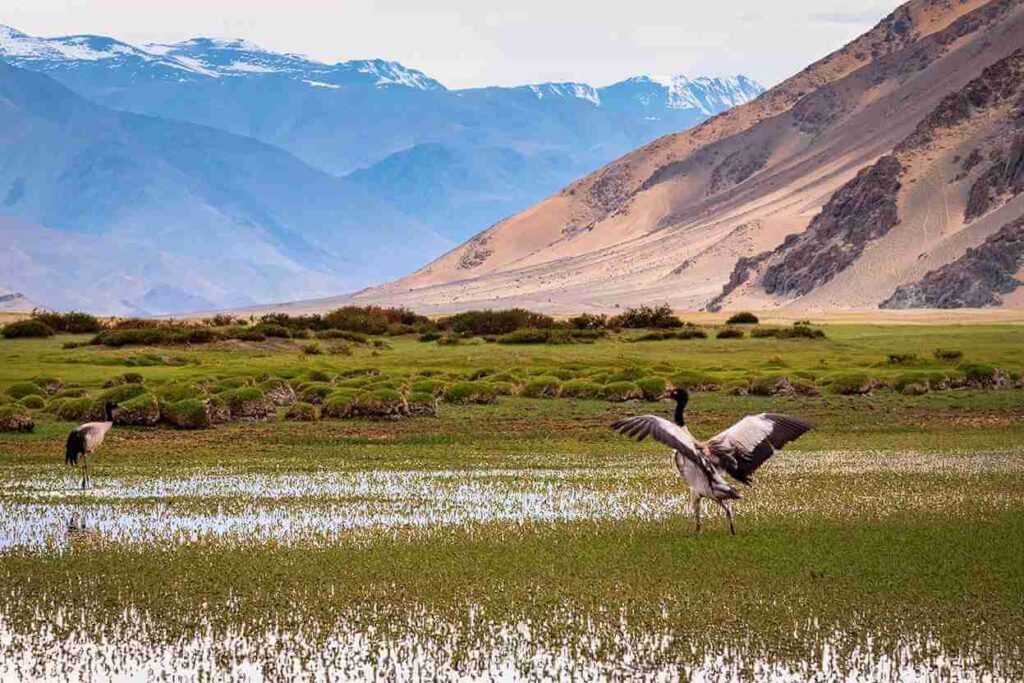 Black Ned Cranes_ State Bird of Ladakh