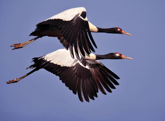 Black Ned Cranes_ State Bird of Ladakh