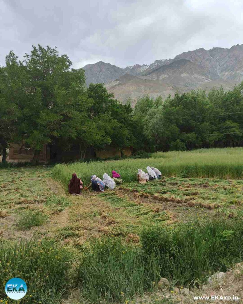harvesting in Suru Valley Tour in ladakh_Nag Geo 2025_Eka Experiences6 (1)
