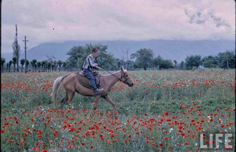 Kashmir Vacation by Life Magazine Photographer James Burke 1964 (18) (1)