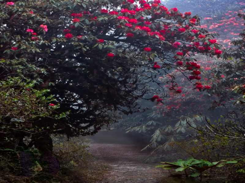 Red Flowers on way to Barsey_Sikkim Rhododendron Tour
