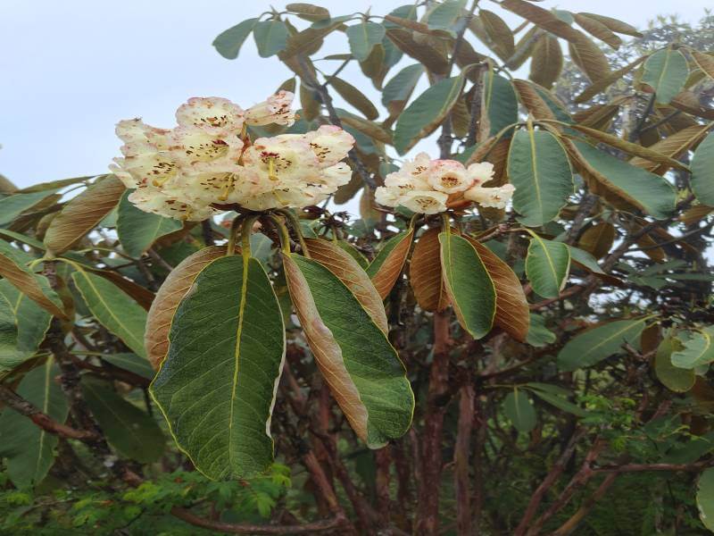 White Flowers and foliage of Rhododendrons_Sikkim Rhododendron Tour with Eka Experiences