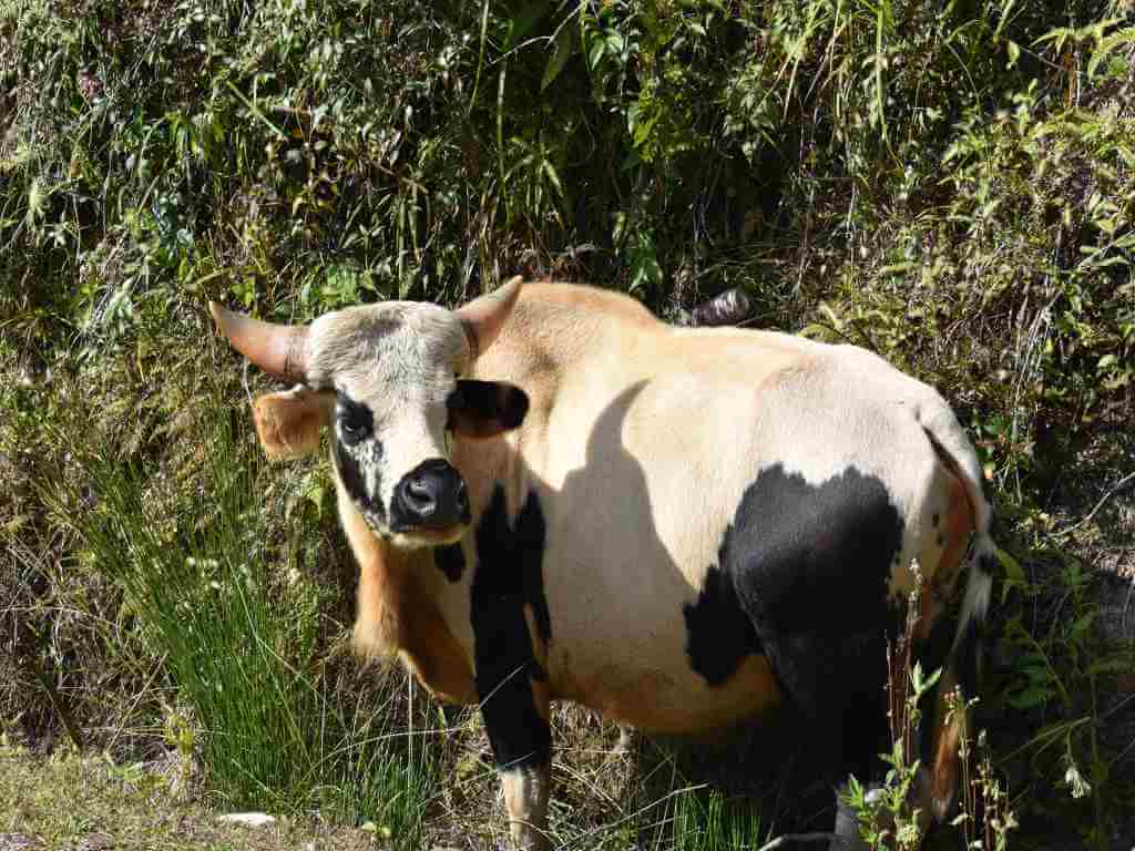 Mithun State animal of Arunachal in Ziro Valley Tour_Eka Experiences™