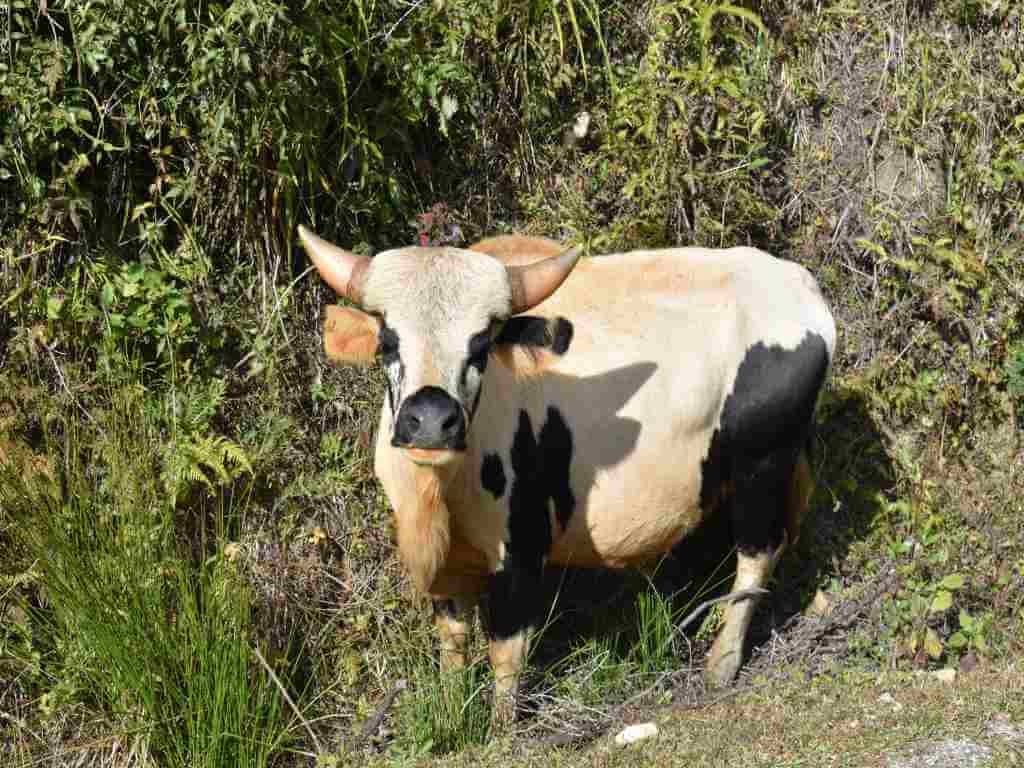 Mithun State animal seen in Ziro Valley Arunachal_Eka Experiences™