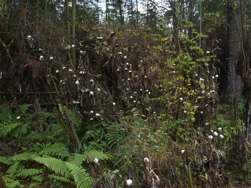 Traditional Customs and Ritual Structures in Ziro Valley in Arunachal_Eka Experiences™