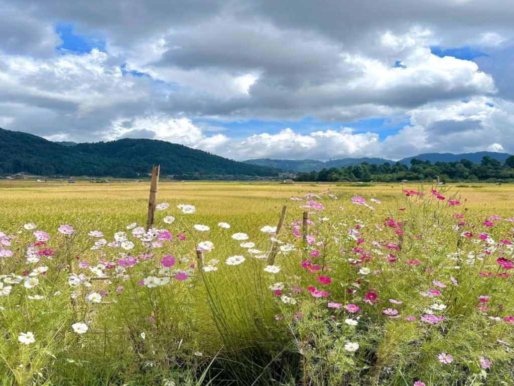 Yellow Fields and Flowers of Ziro Valley Arunachal_Eka Experiences™