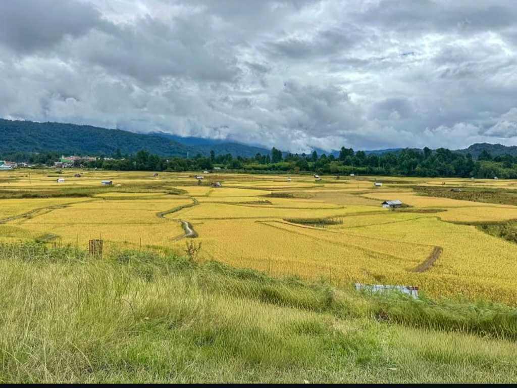 Vast yellow-Green Rice Fields of Ziro Valley Arunachal_Eka Experiences™