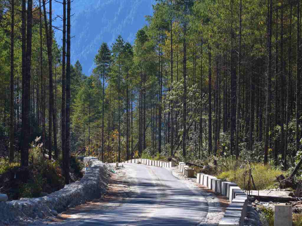 Pine forest roads into the Dibang Valley Tour__Eka Experiences™